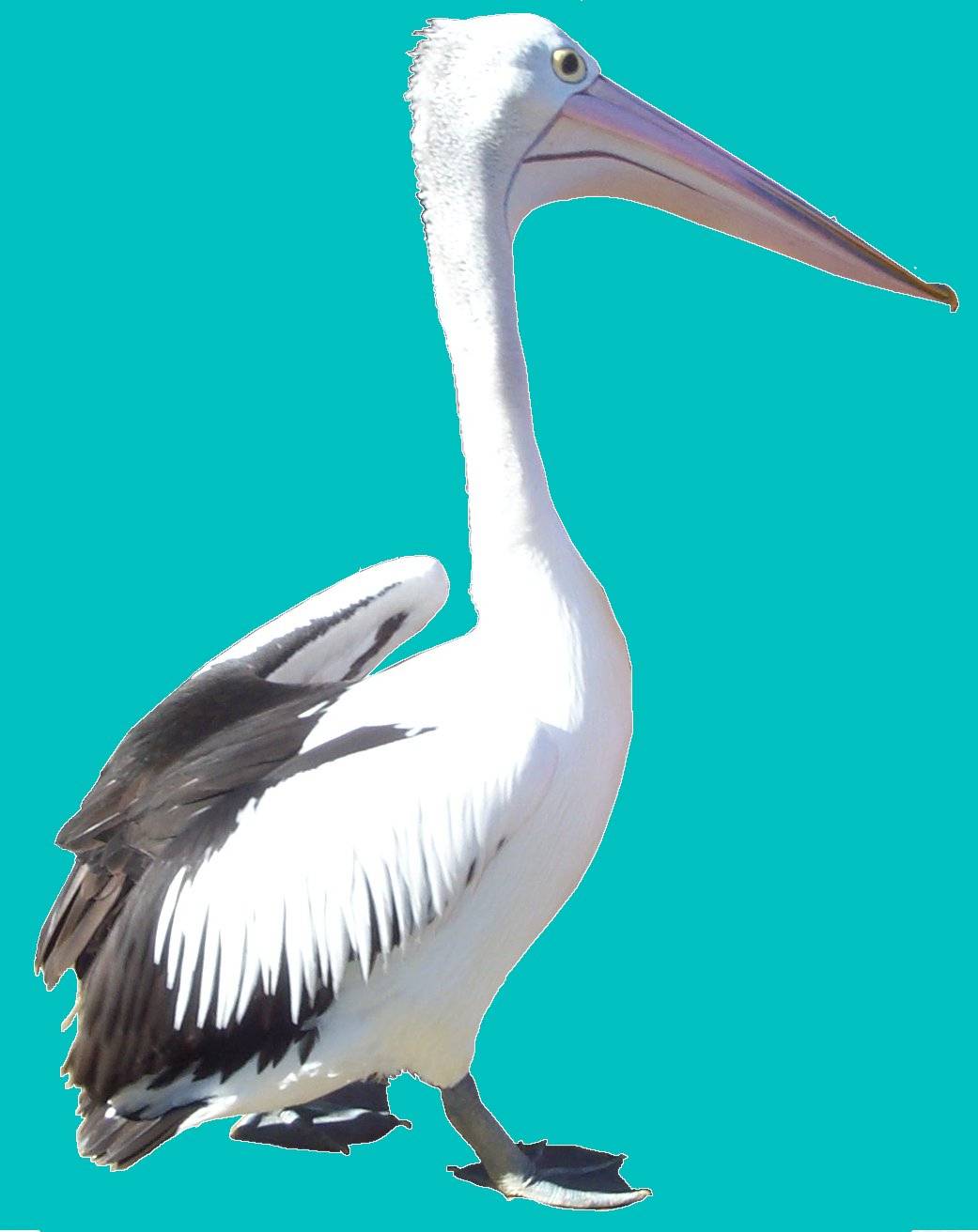 Pelican2.jpg
